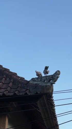 Spotted doves perch on traditional roof tiles in Ubud