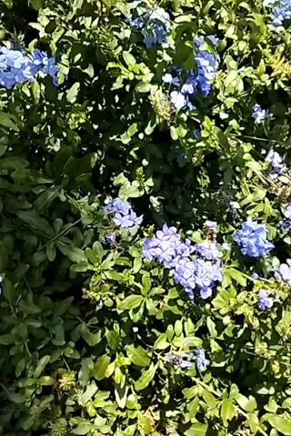 The video displays a close-up of a plant with small blue flowers and green leaves. The camera pans slowly over the foliage, focusing on different clusters of blooms. Some of the flowers are in sharp focus, while others are blurred. The background consists of more green leaves and some out-of-focus flowering branches. The lighting suggests an outdoor setting, possibly a garden or park. There are no people or animals visible in the video.