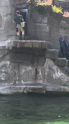 A zookeeper in a green shirt, beige shorts, and dark boots stands on a rocky platform at a zoo. They are holding a yellow bucket. A large, dark-colored sea lion is on a lower rocky platform, looking up at the zookeeper. The sea lion appears to be waiting for food. The zookeeper is holding a fish in their hand, and the sea lion is reaching up to take it. The environment includes artificial rocks, a pool of water, and some greenery at the top of the rocks. The sun is shining.