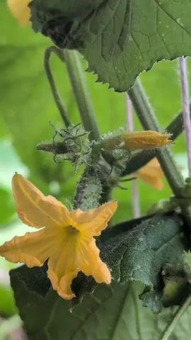 A close-up shot shows a cucumber plant with a young cucumber forming and a yellow flower. The cucumber is small and dark green with white bumps. The flower is bright yellow with five petals. The plant has large, green leaves and a vine that is supported by a thin string. The background is blurry and appears to be outdoors, with greenery and some light. The camera moves slightly throughout the clip, zooming in and out on the cucumber and flower.