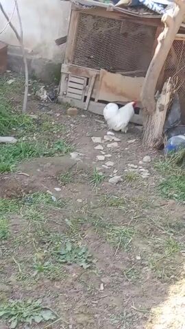 The video shows a small, cluttered outdoor space. A white chicken sits near a wooden structure with a wire mesh front, possibly a coop. To the right, a thin tree trunk stands, with a plastic bag and a blue water bottle leaning against it. The ground is a mix of dirt, grass, and small stones. There are some miscellaneous items scattered around, including what looks like a wooden pallet near the coop. The camera moves slightly throughout the video.