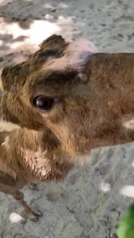 The video shows a close-up of a deer eating leaves from a person's hand. The deer has brown fur with white spots. In the background, two people are visible, standing in what appears to be an outdoor enclosure with sandy ground. The camera is positioned low, at the deer's eye level.