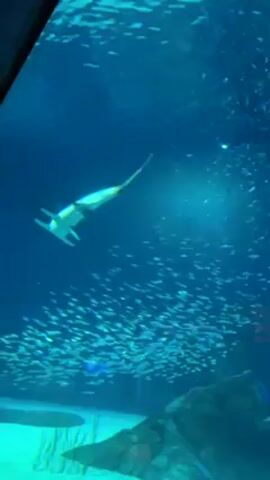 The video shows a hammerhead shark swimming in a large aquarium. The shark is seen from below, and a large school of small fish is swimming near it. The aquarium has an artificial rock formation and what appears to be some seaweed at the bottom. The water is blue, and there are some bubbles rising in the background. The camera is handheld and moves slightly, following the shark's movement.