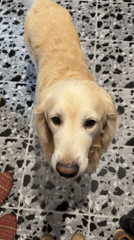 Golden retriever poses on patterned tiles in Tbilisi