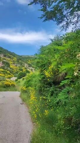 The video shows a paved path leading into a valley. The path is cracked and appears somewhat unkempt. The surrounding hillsides are covered in lush green vegetation, with vibrant yellow flowers blooming profusely on bushes and trees. The sky is a bright blue with scattered white clouds. The overall impression is a scenic, natural landscape with a sense of remote beauty. There are no people or animals visible in the video.