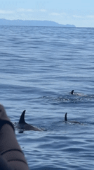Dolphins spotted near Funchal during catamaran excursion