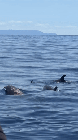 Dolphins spotted near Funchal during catamaran excursion