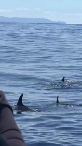 Dolphins spotted near Funchal during catamaran excursion