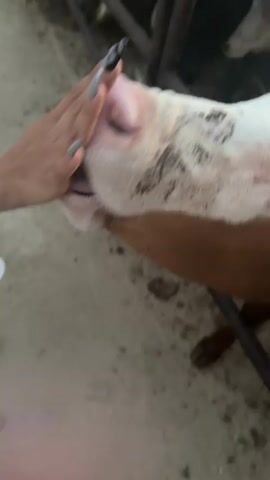 The video shows a close-up view of a person's hands interacting with a cow in an enclosure. The person has long, painted fingernails and is touching the cow's nose and forehead. The cow has brown and white markings and appears to be in a barn or pen with other cattle visible in the background. The ground is concrete and there is a metal fence. In one shot, the person is holding a small piece of food, possibly hay or a treat, to the cow's mouth. The interaction appears gentle and friendly.