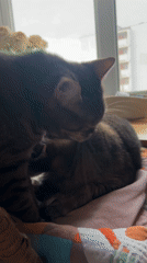 Two cats share grooming moment in Moscow window bed
