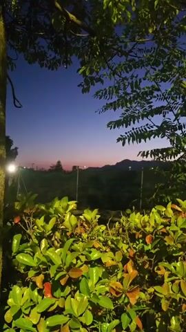 This is a vertical video of a twilight landscape. In the foreground, there are green leafy bushes with some brown leaves. In the middle ground, there is a dark field with several tall, thin poles with fencing between them and some lights visible in the distance. In the background, there are rolling hills or mountains under a deep blue sky that transitions to a faint pink and orange at the horizon. The leaves in the foreground are illuminated by an artificial light source, creating a contrast with the darkening environment.