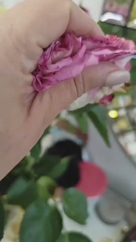 A close-up shot shows a hand holding a wilting pink and white rose. The petals are dry and curled, with some showing browning and decay. The hand is cupped around the rose, gently supporting it. In the background, out of focus, are green leaves and other floral elements, as well as what appear to be cosmetic items like lipstick and a pink circular object. The lighting is soft, suggesting an indoor setting.