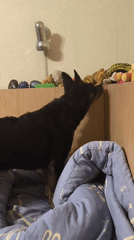 Dogs at play and rest in a Mykolaiv home