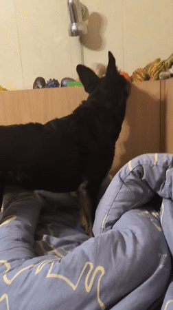 Dogs at play and rest in a Mykolaiv home