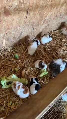 A video shows a group of guinea pigs of various colors, including white, brown, black, and spotted patterns, interacting within a wooden enclosure filled with straw. Several guinea pigs are eating pieces of broccoli scattered amongst the straw. The camera pans across the enclosure, focusing on the animals and their activity. The environment appears to be an indoor space with wooden walls and a wire mesh floor visible in the foreground.