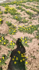 Family enjoys morning outing with poodles in Russian dandelion field