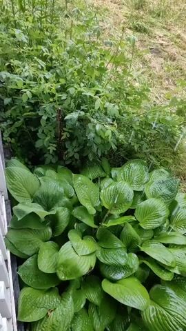 The video shows a close-up view of lush, green hosta plants in the foreground, their large, waxy leaves glistening with water droplets, suggesting recent rain. Behind the hostas, a dense thicket of taller green bushes and plants forms the background. The foliage is varied, with different leaf shapes and textures visible. The overall impression is one of a natural, verdant garden or overgrown area. There is a white railing or fence partially visible on the left side of the frame, indicating the viewpoint is from a porch or patio. The lighting suggests it might be daytime, possibly overcast or after rain, contributing to the damp appearance of the leaves. The setting appears to be outdoors, with hints of cut grass or dry vegetation in the upper right portion of the frame. No people or animals are visible. The location context provided is "Квант-88 Снт, Russia," which places the scene in a horticultural society or dacha settlement in Russia. No text is visible in the media.