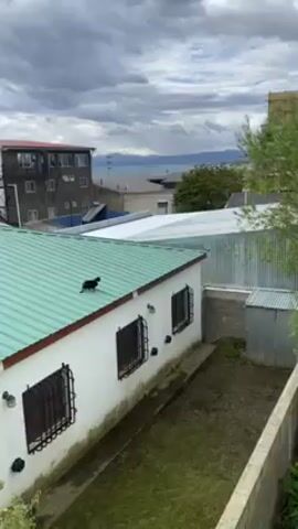 The video shows a residential scene on what appears to be an overcast day. A black cat is walking on a green roof of a white building with bars on the windows. Beyond the building, other rooftops are visible, leading to a body of water in the distance with mountains on the horizon. A tree partially obscures the view on the right side of the frame. The buildings and landscape suggest an urban environment near a natural setting. The camera follows the cat briefly and then the cat is no longer visible.