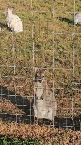Two wallabies are visible in a grassy enclosure behind a wire fence. In the foreground, a tan wallaby stands upright on its hind legs, facing the camera. In the background, to the left, an albino wallaby is also sitting up. The sun is shining, casting shadows. The ground is covered in dry grass and some green patches.