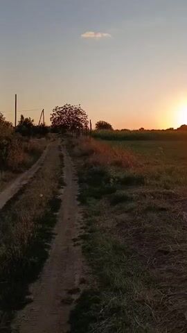 The video shows a rural landscape at sunset. A dirt path runs along the left side of the frame, bordered by dry grass and vegetation. In the distance, a large tree with dense foliage stands to the left of the path. A field of green grass stretches across the middle and right of the frame. The sun is low on the horizon to the right, casting a warm orange glow and silhouetting trees and other foliage. The sky is a clear gradient of blue to orange. The camera pans slightly to the right, capturing more of the field and the setting sun. There are no people visible in the video. The overall impression is one of a peaceful, natural scene as day transitions into evening.