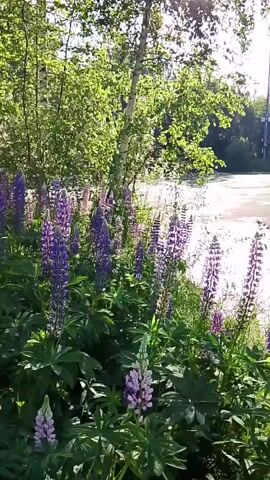 This is a close-up shot of a field of lupine flowers in bloom, with their tall spikes of purple, pink, and white blossoms dominating the foreground. The flowers are vibrant and lush, with large green leaves. Behind the flowers, a body of water is visible, possibly a lake or a slow-moving river, with a light-colored surface that appears to be covered in algae or foam. Trees with green foliage line the far bank of the water, and the sky above is bright and sunny, suggesting a warm day. The overall impression is one of a serene and natural landscape.