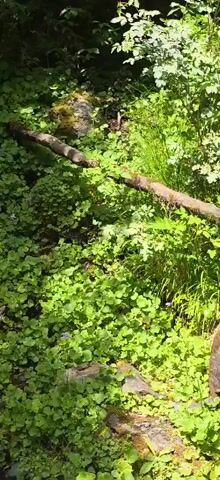 The video shows a small stream of water flowing through a lush, green forest. A fallen log, covered in moss and surrounded by small green plants, acts as a natural bridge over the stream. The sun filters through the trees, casting dappled light on the scene. The water is clear and clean, creating a peaceful and serene atmosphere.