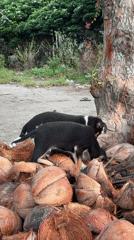 Rural Evening Life Documented in Tacurong, Philippines