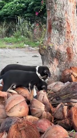 The video shows two black and tan puppies interacting with a pile of coconuts in an outdoor setting. The puppies are sniffing and exploring the coconuts, which are piled up in the foreground. Behind the coconuts, a tree trunk is visible, and beyond that, there is greenery and a dirt path. The overall environment appears to be somewhat rustic or natural.