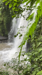 Waterfall filmed through foliage in Tegallalang, Indonesia