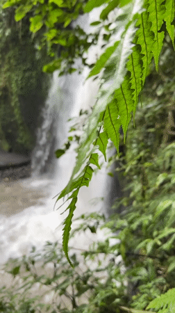 Waterfall filmed through foliage in Tegallalang, Indonesia