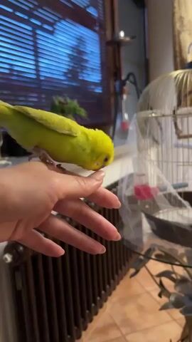 A bright yellow budgie is perched on a person's hand, its claws gripping the skin. The budgie is facing downwards, its head tilted as if curious or investigating. The person's hand is open, palm up, and the budgie is resting on the index finger. In the background, a cage is visible, suggesting the budgie may be a pet. The scene appears to be indoors, with blinds covering a window and a radiator visible beneath the window. The lighting suggests it might be evening or a dimly lit room.