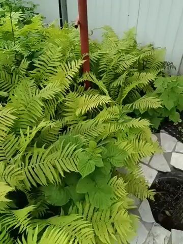 The video shows a close-up view of a lush green fern garden. The ferns are vibrant and healthy, with delicate fronds that create a dense, layered effect. Some of the ferns have a brighter, almost chartreuse hue, while others are a deeper, richer green. In the background, a portion of a white fence and a red pole are visible, suggesting an outdoor setting. There are also glimpses of other green foliage, possibly from different plants, interspersed among the ferns. The ground is partially visible, with some stone-like paving and dark soil. The lighting suggests it is daytime, and the overall impression is one of natural beauty and tranquility.