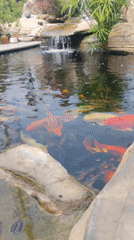 Urban koi pond with waterfall observed in morning hours