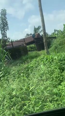 The video captures a drive-by view from a vehicle, showcasing a rural or semi-rural landscape under a partly cloudy sky. Lush green vegetation, including tall grasses and trees resembling banana or plantain plants, lines a narrow, unpaved dirt path. A small, single-story structure with white-painted walls and a dark roof is partially visible on the left. Further ahead, a dilapidated shack made from rusty corrugated metal sheets, topped with a matching roof and featuring an attached satellite dish, comes into view. A tall palm tree stands prominently on the right side of the frame. A blue skip or dumpster is partially visible in the distance. No individuals are seen.