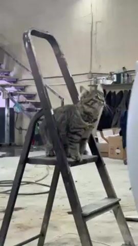 A grey tabby cat sits on the second rung of a brown, metal ladder in an industrial setting. The cat is facing away and to the right. A pair of grey gloves reach up and pet the cat. The background includes a white wall, open shelving with items, a metal staircase, and an overhead lighting fixture. A white, rounded object is in the foreground to the right of the ladder. The floor is concrete.