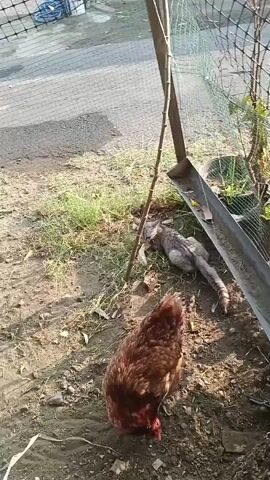 A brown hen is in the foreground, facing away from the camera. Behind the hen, to the right, a small gray cat is lying on its side in the dirt, near a metal trough and a thin wooden pole. The cat appears to be deceased or injured. A wire mesh fence is visible in the background, with trees and a road beyond.