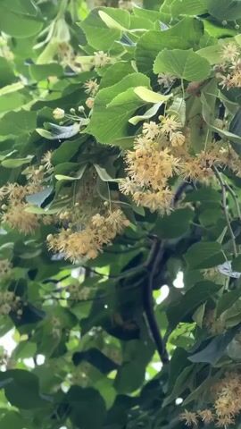 The video is a close-up, vertical shot of a linden tree with green leaves and small yellow flowers. The camera pans slowly down the branches, revealing clusters of flowers and leaves. The lighting suggests it is daytime, possibly overcast. No people or other animals are visible.