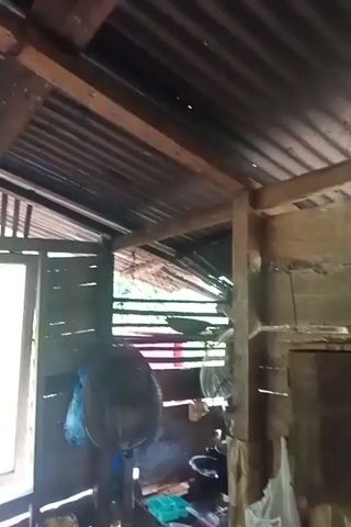 The video shows the underside of a rustic roof, constructed with corrugated metal sheeting supported by wooden beams. A light fixture with a white, ribbed shade hangs from a wire attached to one of the beams. Below the light fixture, a long, thin object, possibly a stick, extends downwards. At the end of this object, a light-colored, irregularly shaped object is suspended, resembling a nest or a bag. The environment appears to be an interior space with wooden walls and an open doorway visible on the left side of the frame. The overall impression is one of a simple, possibly unfinished, structure.