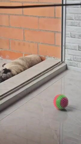 The video shows a medium-sized, light brown dog with a dark snout lying prone on light-colored tile flooring. The dog is positioned next to a low, grey concrete border, in front of a brick wall, constructed from orange-red bricks. There is a spiky, brightly colored ball—green, pink and red—near the dog. The dog is stationary, appearing to be asleep or resting. A white metal railing is visible in the upper left corner. The lighting suggests it is daytime.