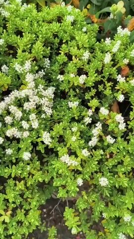 This is a close-up, handheld video of a dense, green bush with small white flowers. The camera pans slowly across the foliage, revealing clusters of tiny white blooms interspersed with lush green leaves. In the center of the frame, a single, more prominent flower with yellow petals and orange, fuzzy stamens stands out against the backdrop of smaller white flowers. The overall impression is of a vibrant, natural scene, likely outdoors, given the plants and the natural light. The time of day is not explicitly indicated, but the lighting suggests daylight. There is no visible text in the media file. The setting appears to be a garden or a natural landscape, typical of the United Kingdom, with Sandwell being a specific location. The video evokes a sense of tranquility and appreciation for nature's small details.