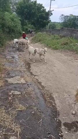 The video depicts a rural scene featuring a small herd of light-colored sheep walking along a dirt road. A person wearing a conical hat and carrying a bucket walks behind the sheep, seemingly herding them. In the distance, a motorcycle approaches. The road is flanked by vegetation on one side and a low concrete wall on the other. The road surface is uneven and has patches of mud and water.