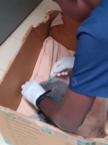 A person wearing a blue shirt and latex gloves is giving a small injection to one of three small, gray kittens lying in a cardboard box lined with a cream-colored cloth. The kittens are nestled closely together. The person is holding the kitten steady with their left hand while administering the injection with their right hand. The background is a plain, light-colored wall.