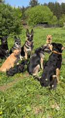 Mixed breed dogs gather in sunny Russian field