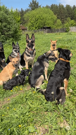 Mixed breed dogs gather in sunny Russian field