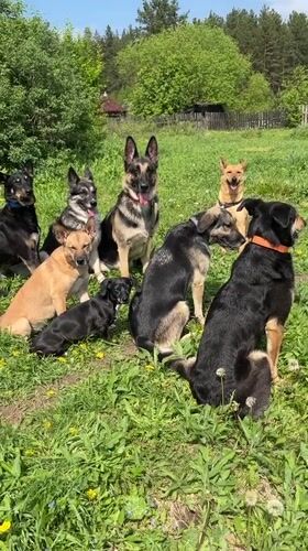 Mixed breed dogs gather in sunny Russian field
