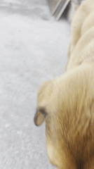 Dog plays with toy in Plovdiv yard