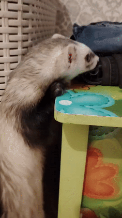 Ferrets at home in Kyiv, rainbow outside after the rain