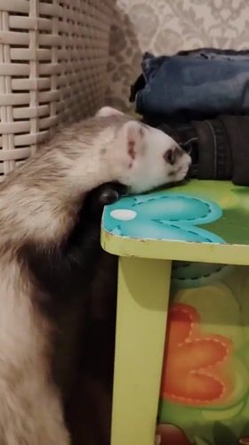 Ferrets at home in Kyiv, rainbow outside after the rain