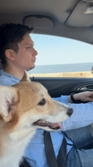 Driver travels with Corgi passenger in Chaikovsky, Russia