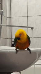 Sun conure parrot explores a running sink in a Khimki bathroom